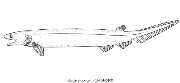 Vektor stok frilled shark chlamydoselachus anguineus ocean fish tanpa royalti