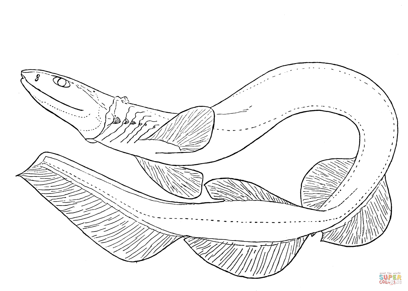 Frilled shark coloring page free printable coloring pages