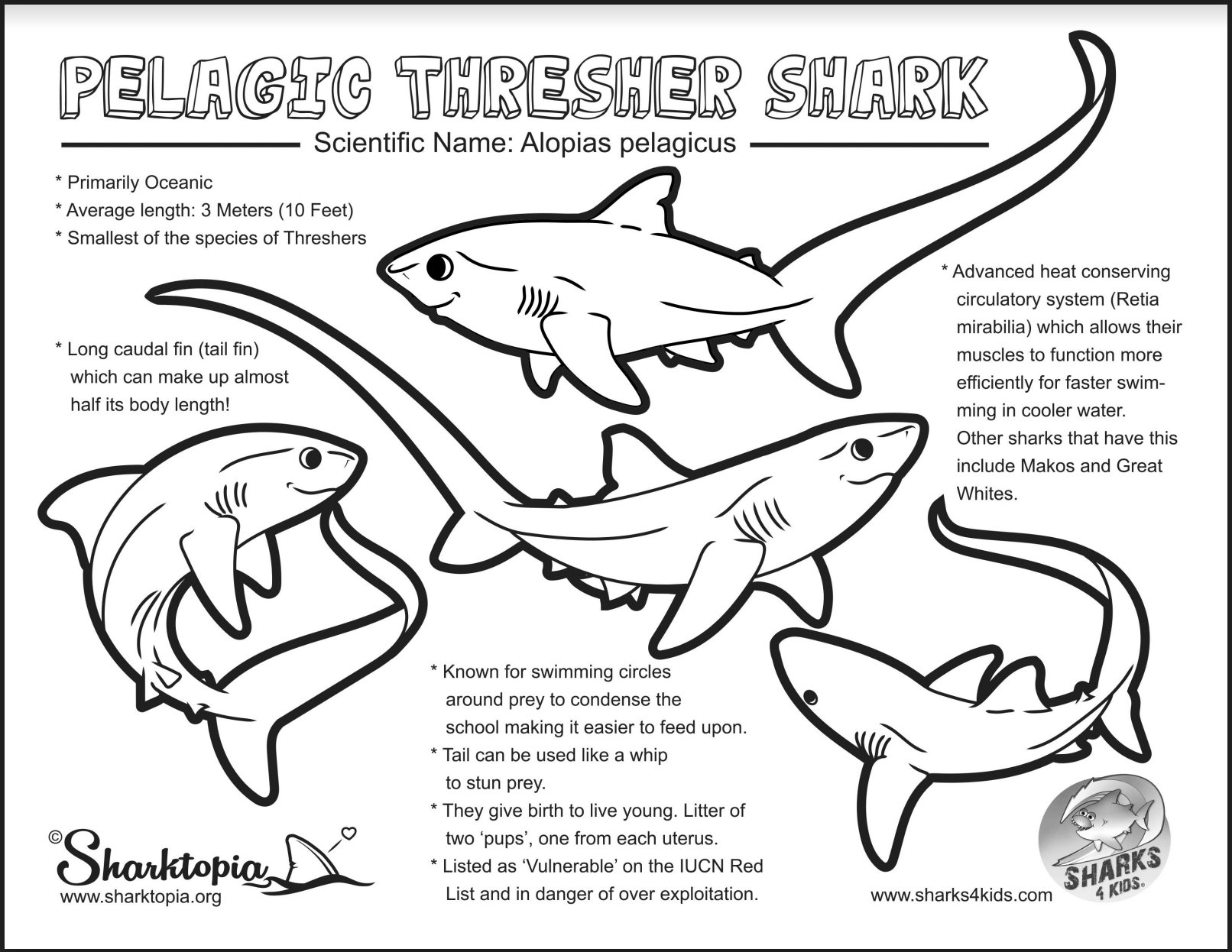 Shark education on x threshersharkthursday download our free coloring sheet and learn all about these amazing sharks httpstcoxnvanky httpstcoebynhqs x