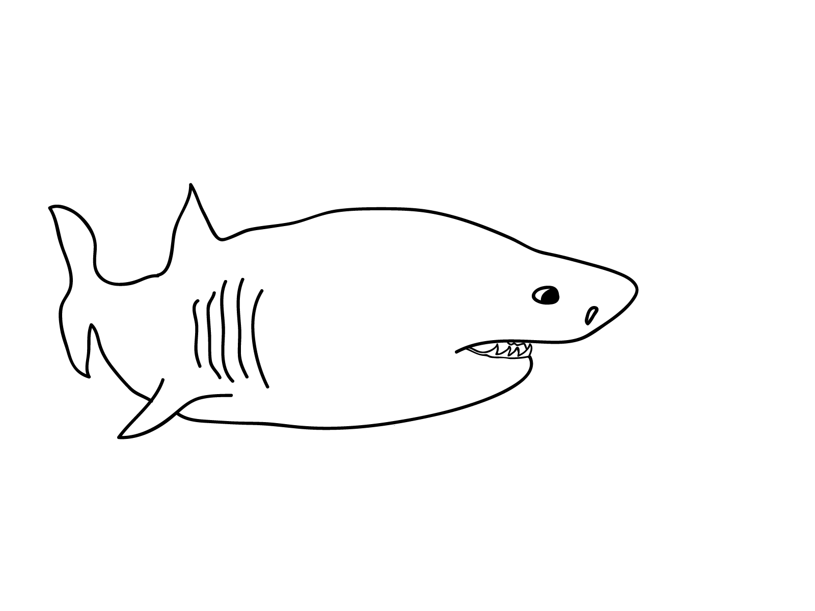 Free printable shark coloring pages for kids