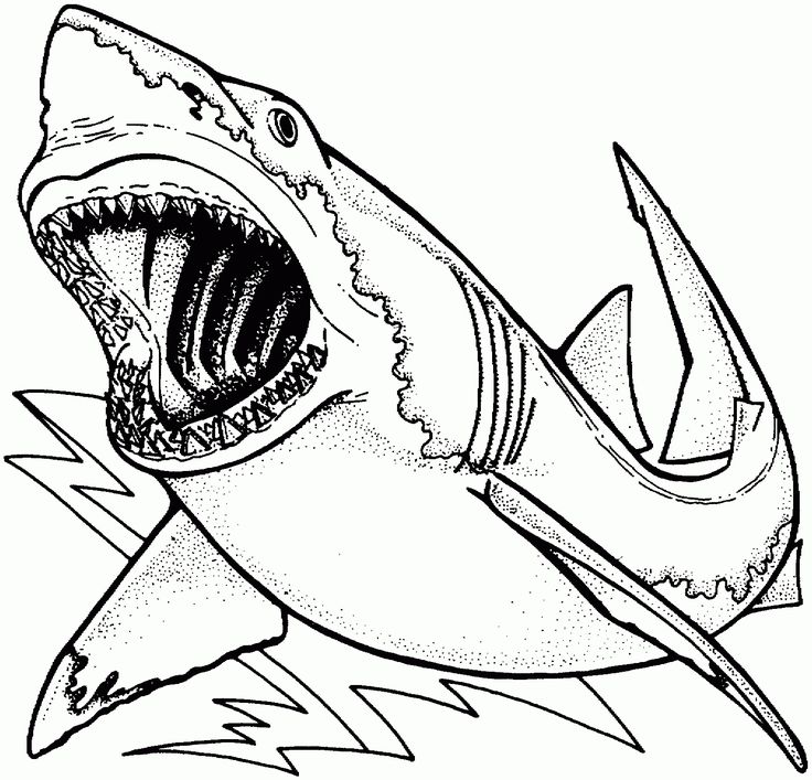 Shark coloring pages pdf printable