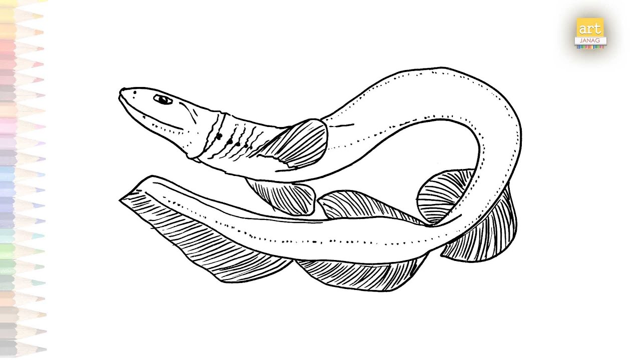 Frilled shark drawing easy south african frilled shark drawing how to draw frilled shark easy