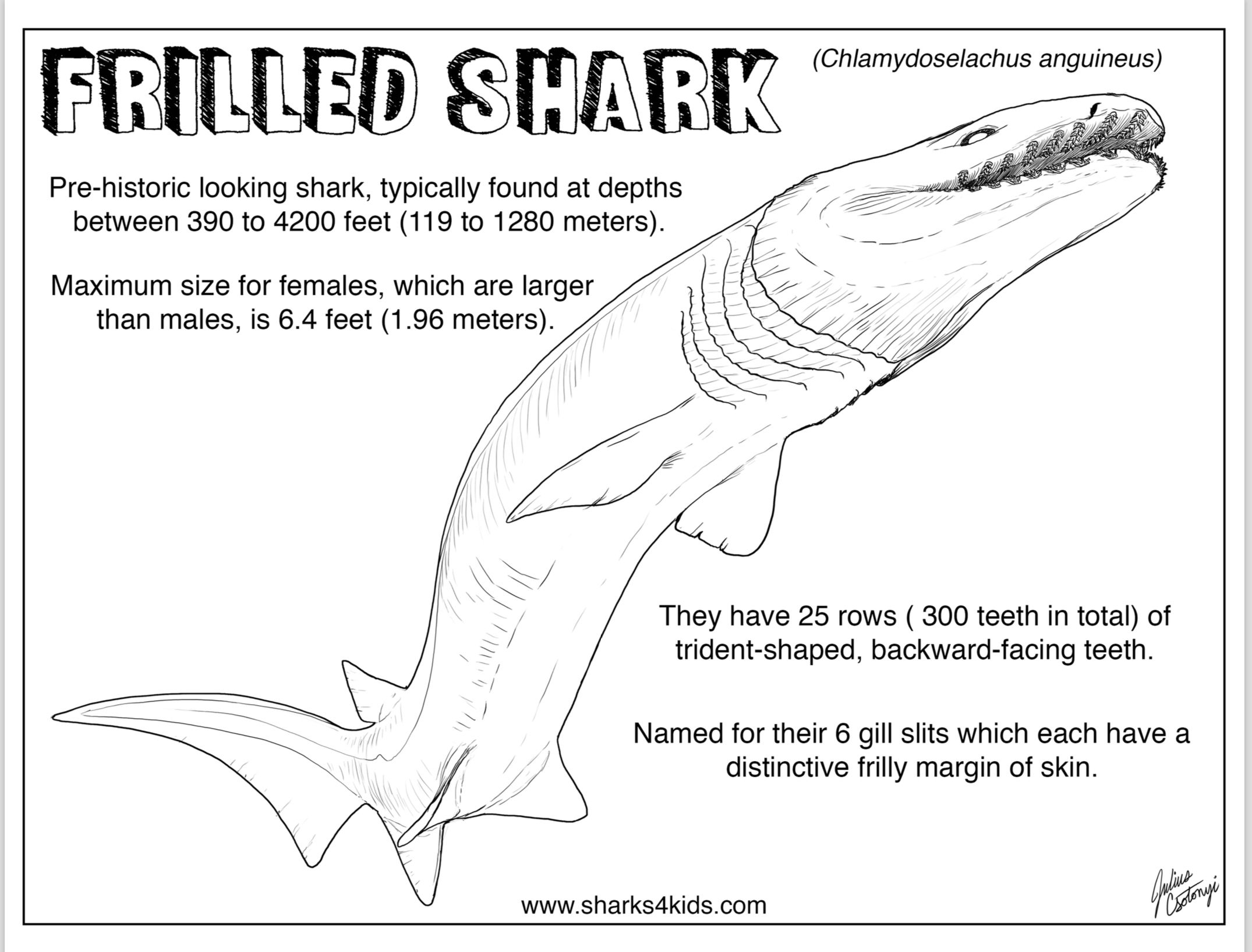 Shark week frilled shark coloring fact sheet artwork by julius csotonyi shark coloring pages frilled shark shark