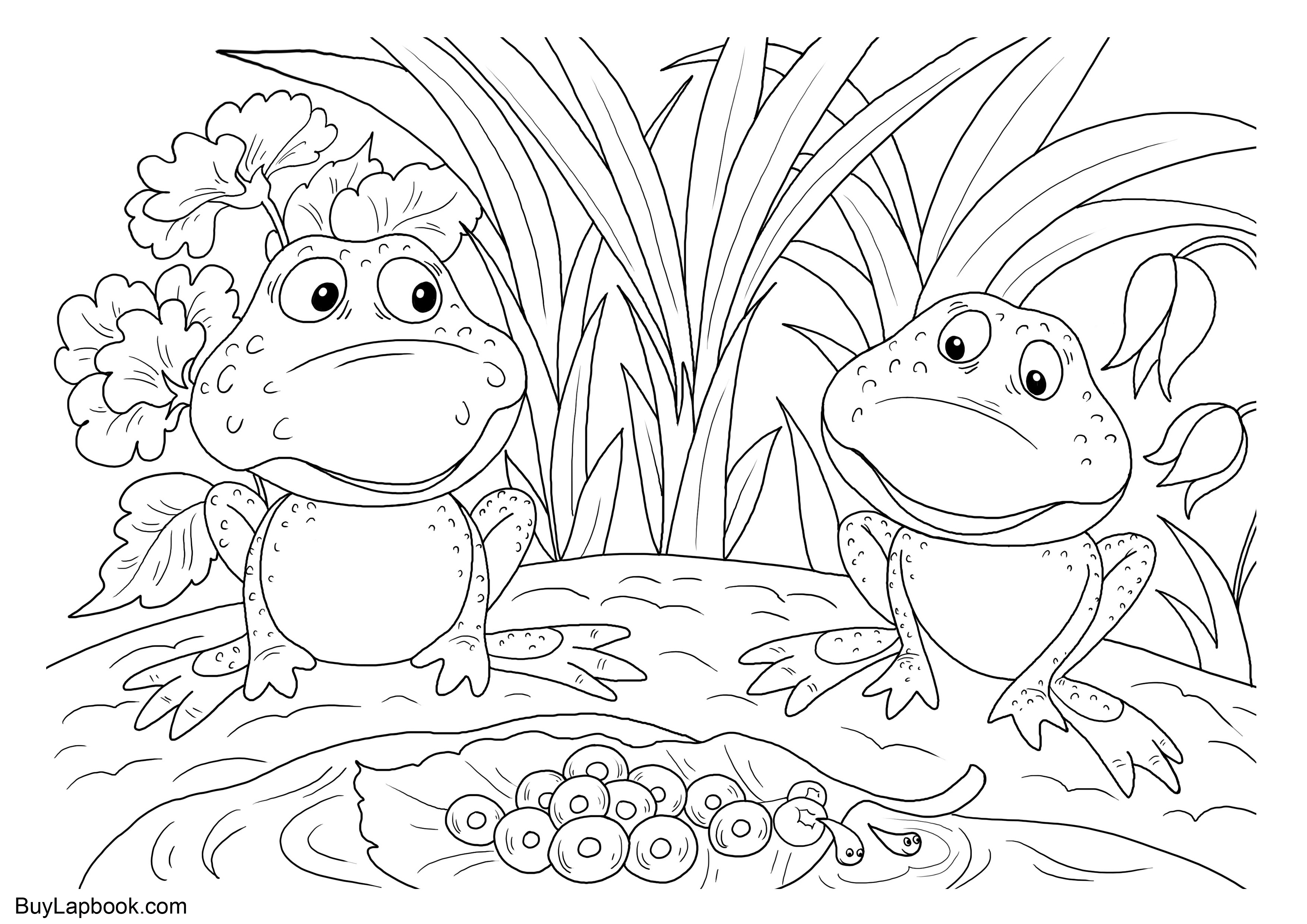 The life cycle of a frog free coloring pages