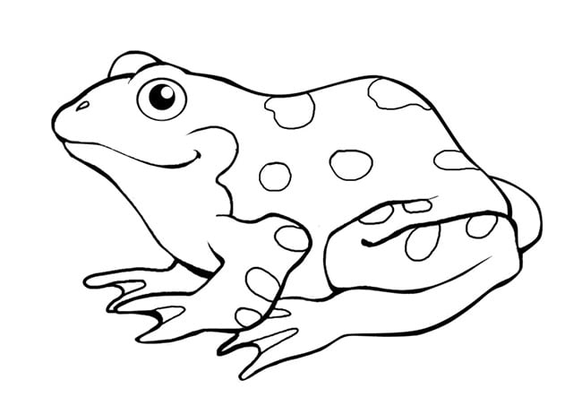 Frog