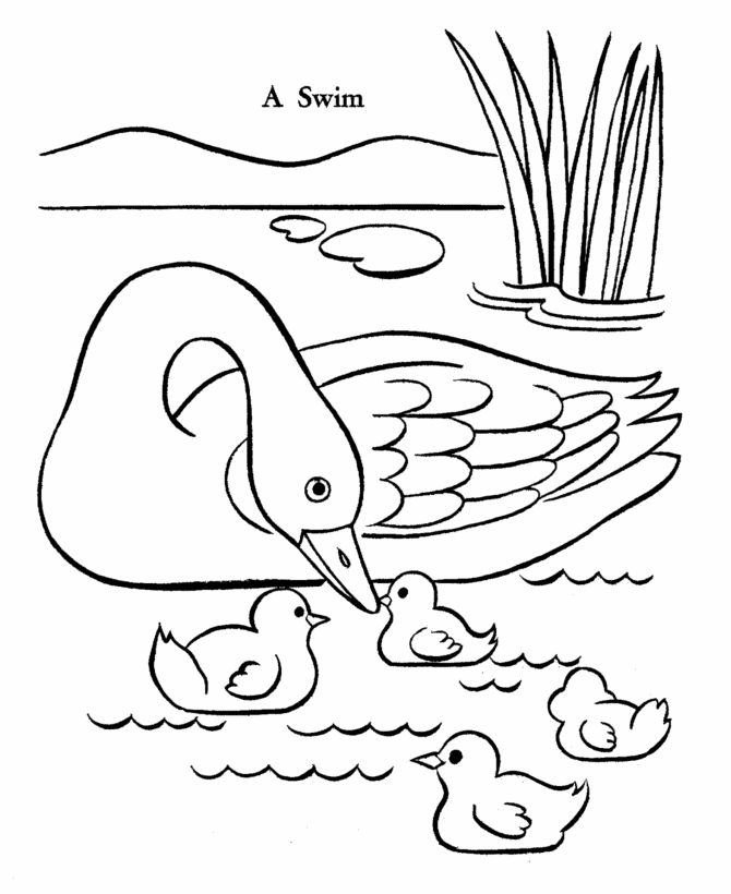 Bluebonkers free printable easter ducks coloring page sheets