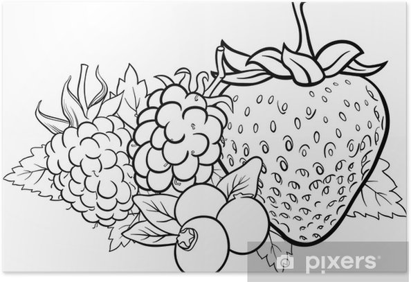 Poster berry fruits illustration for coloring book