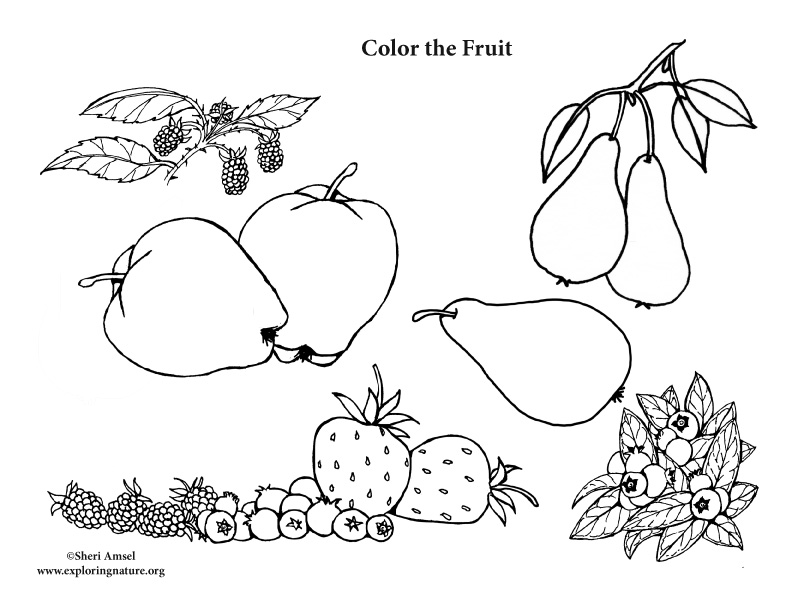 Fruit coloring page
