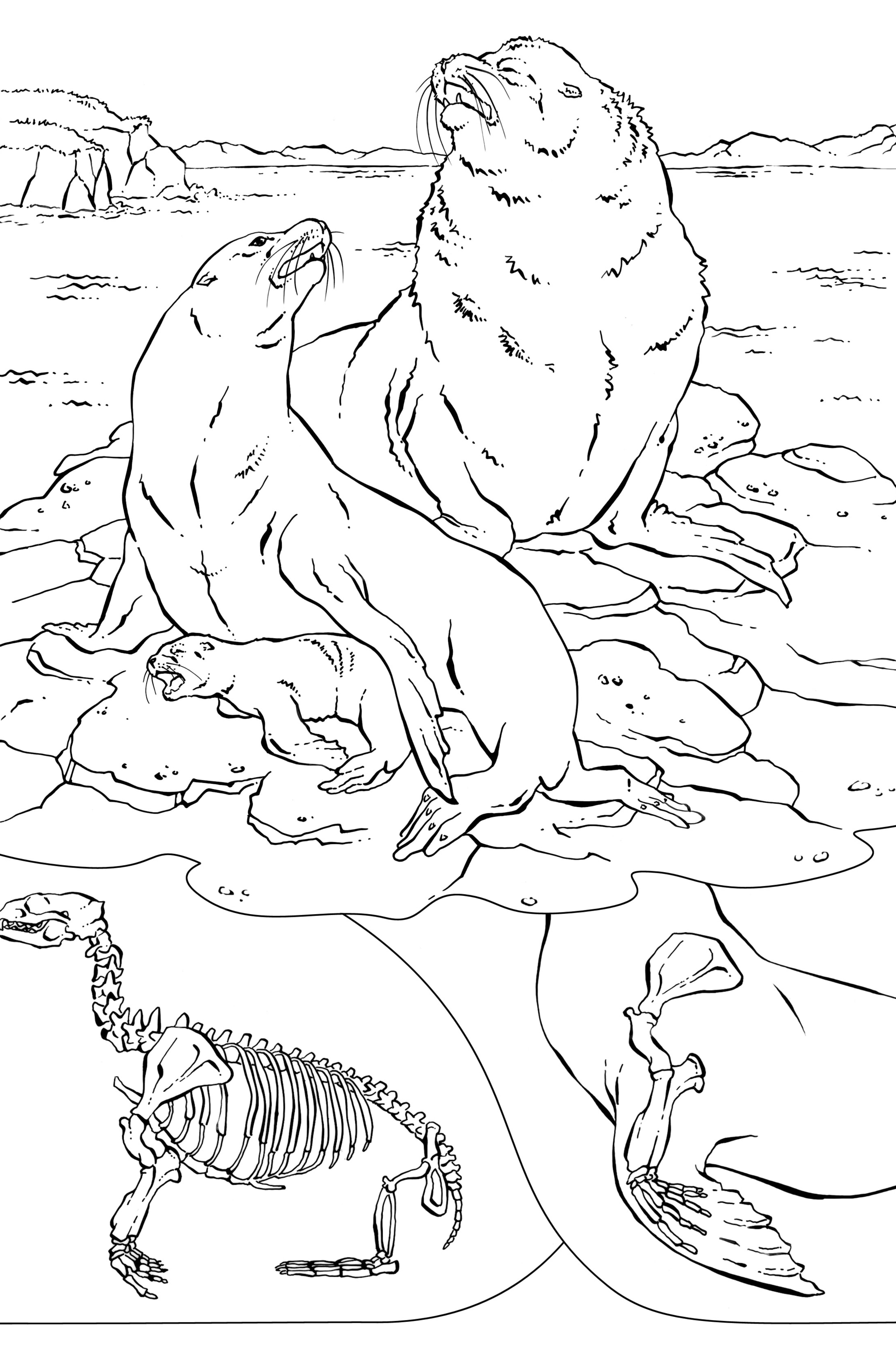 Coloring book animals a to i