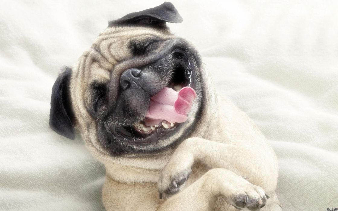 Dogs smiling funny animals wallpaper x