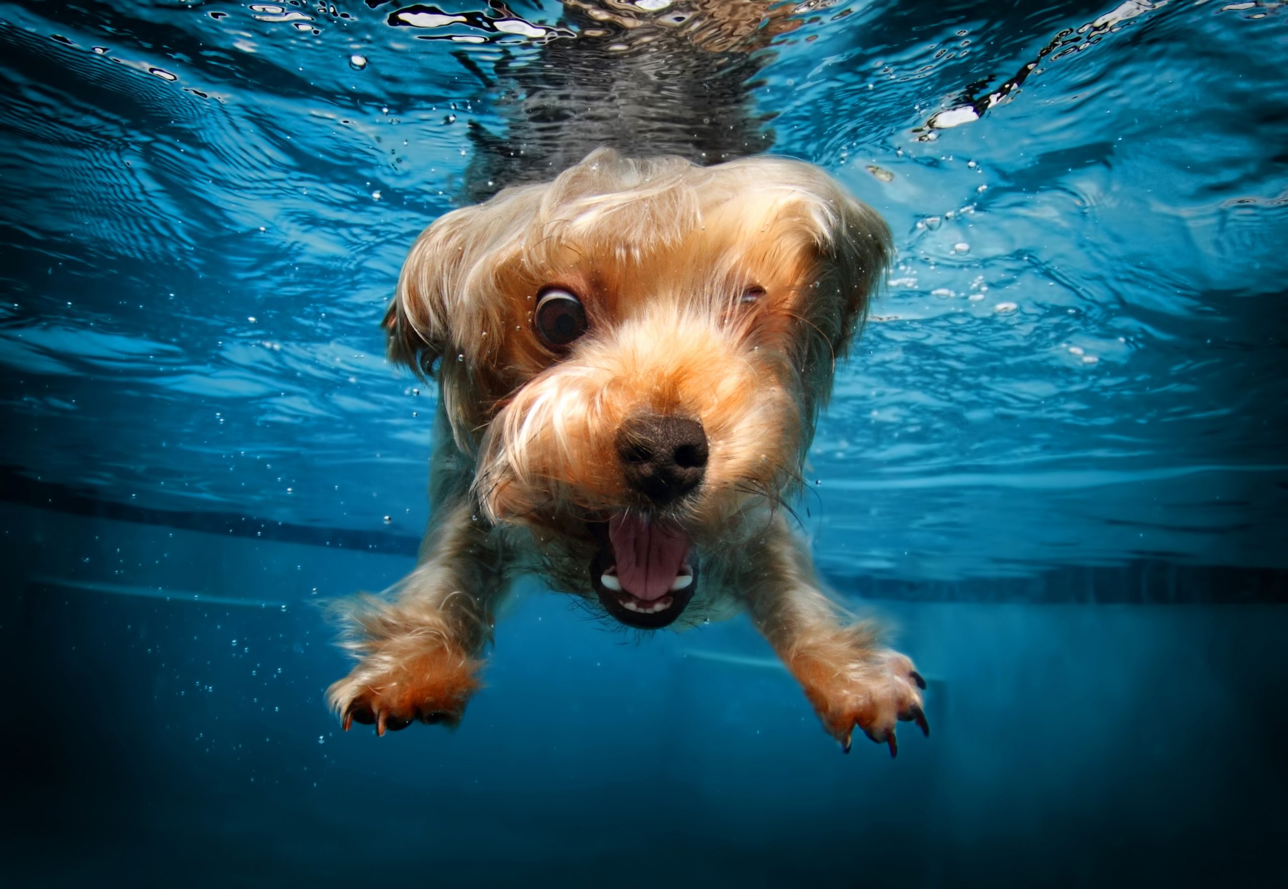 Cute animals terrier funny dog underwater canine one animal wallpaper