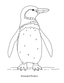 Galapagos penguin coloring page by mama draw it tpt