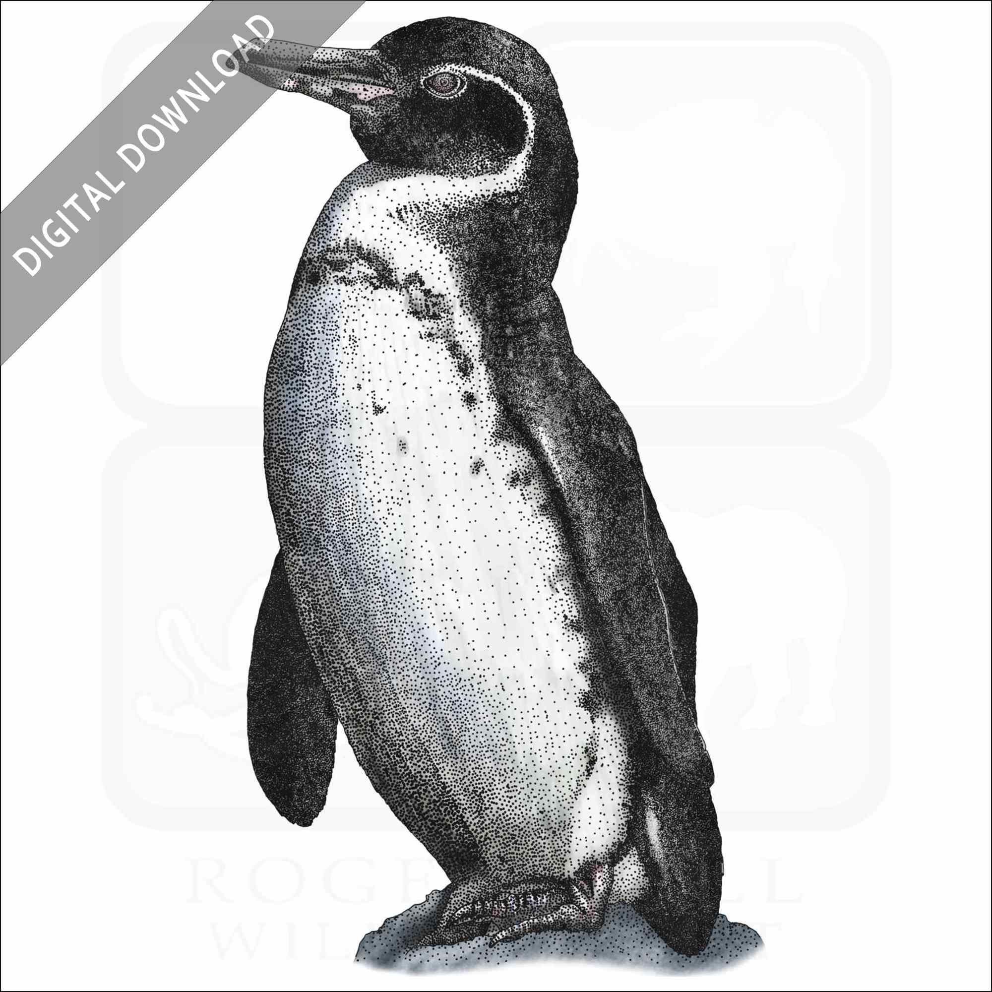 Stock art drawing of a galapagos penguin