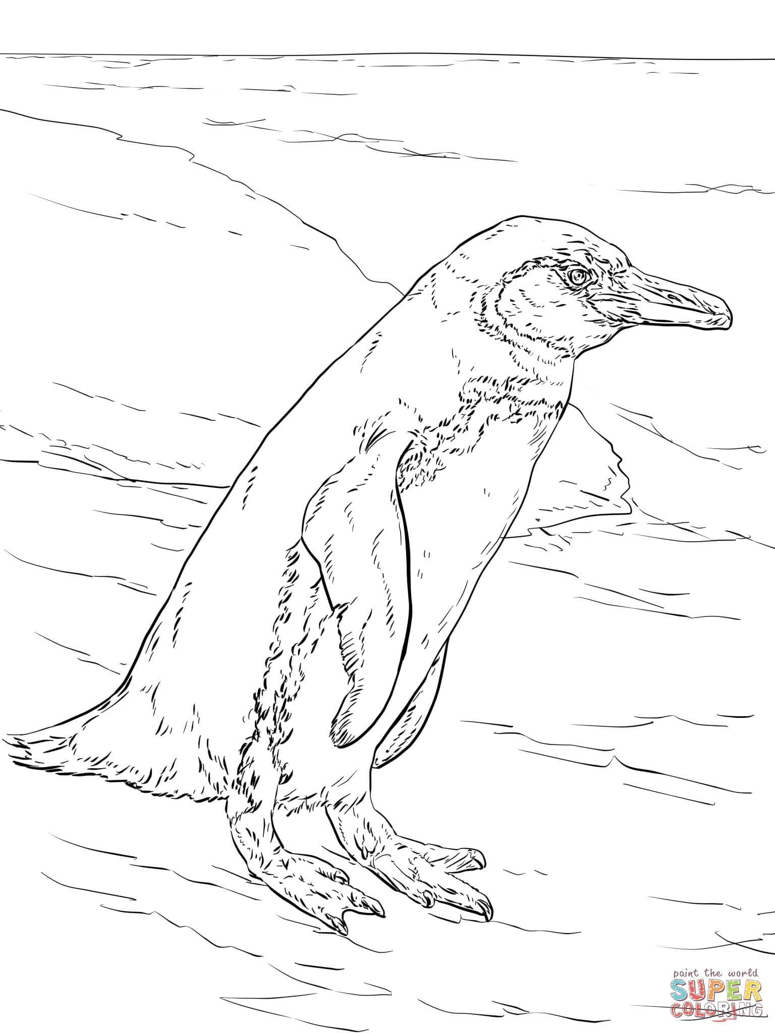 Realistic galapagos penguin coloring page free printable coloring pages