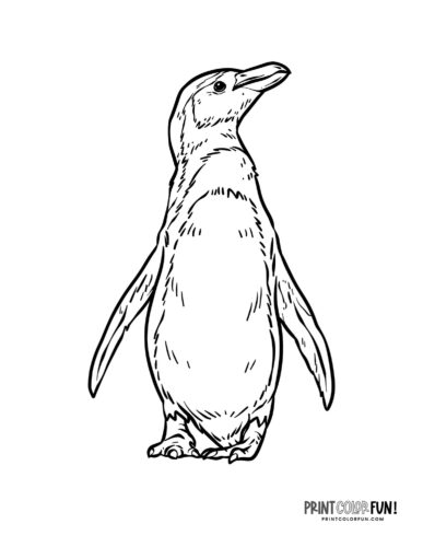 Penguin clipart coloring pages create a flurry of wintertime fun with crafts activities at