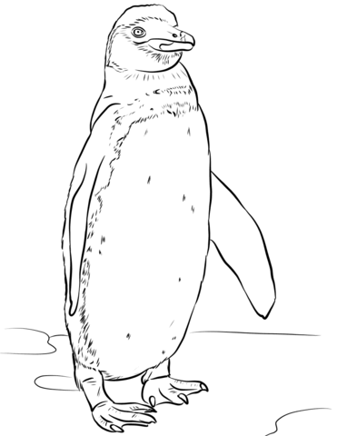 Galapagos penguin coloring page free printable coloring pages