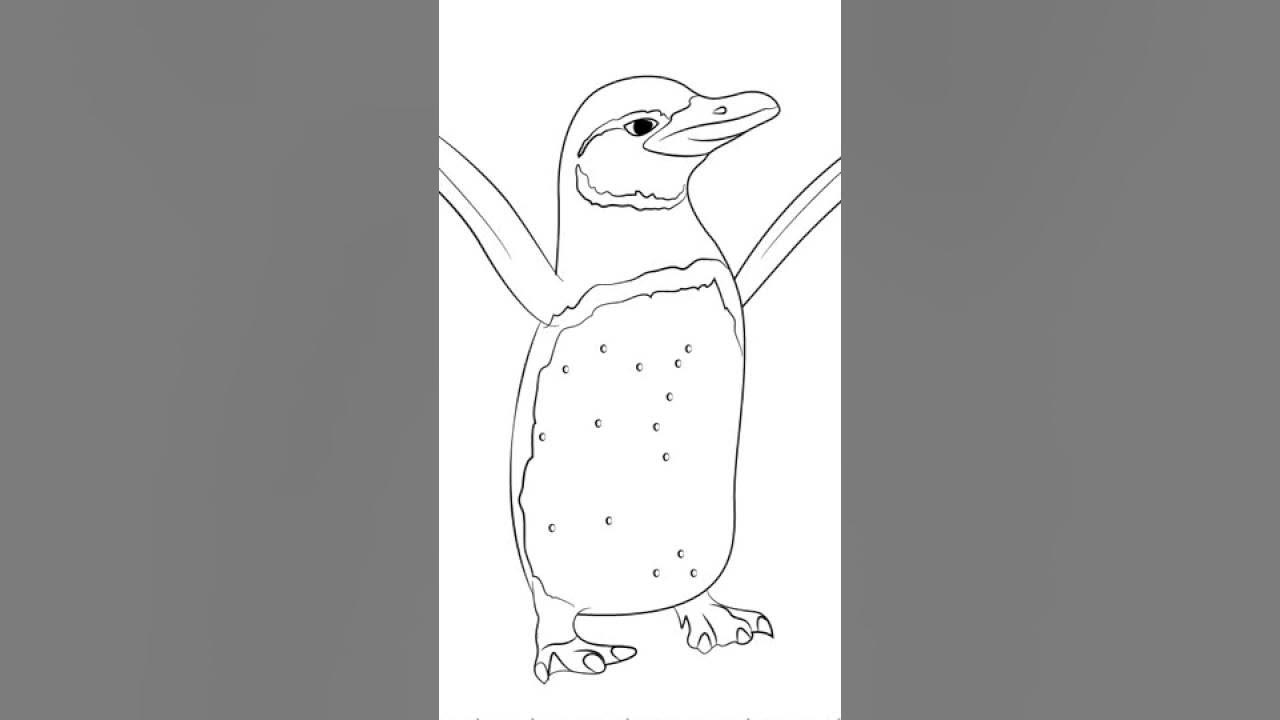 How to draw galapagos penguin