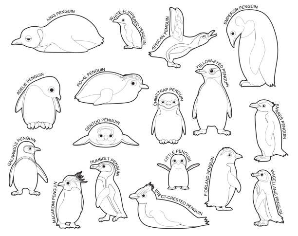 Penguin set various kind identify cartoon vector black and white stock illustration