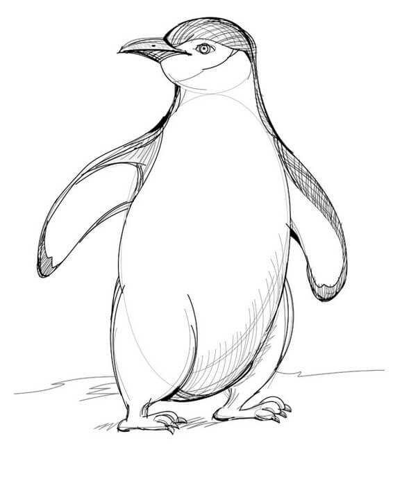 How to draw a penguin with a pencil step