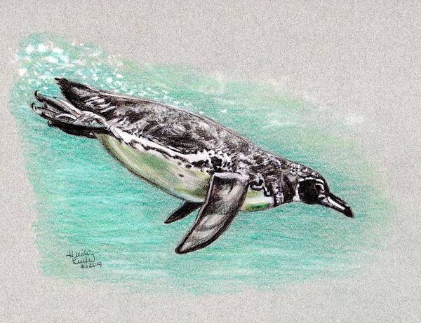 Galapagos penguin art print by heidi kunkel