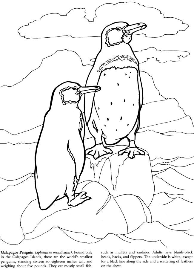 Wele to dover publications lion coloring pages penguin coloring pages animal coloring pages