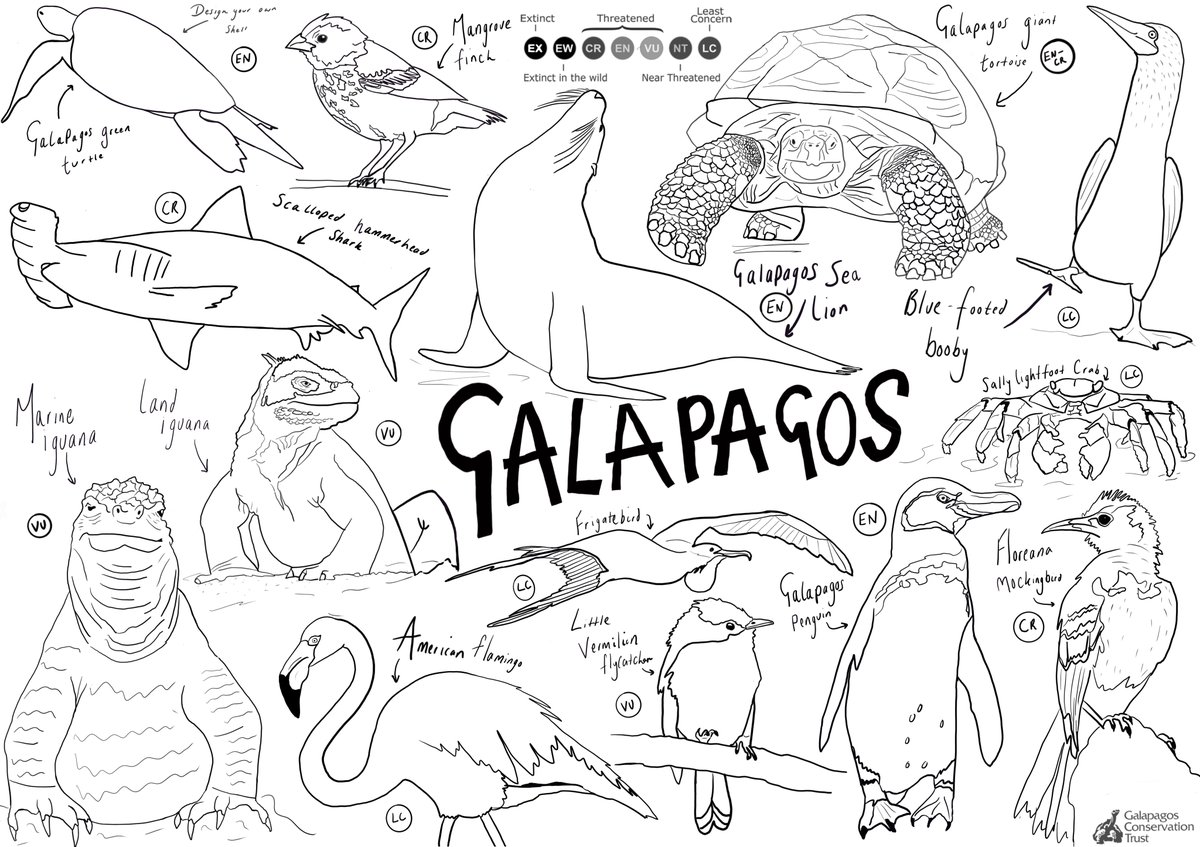 Galapagos conservation trust on x download this free colouring sheet full of galapagos wildlife to keep you busy during lockdown ð httpstcohgwkemfhpl please consider donating to galapagos conservation trust as part