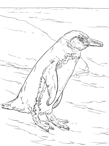 Realistic galapagos penguin coloring page free printable coloring pages