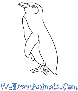 How to draw a galapagos penguin