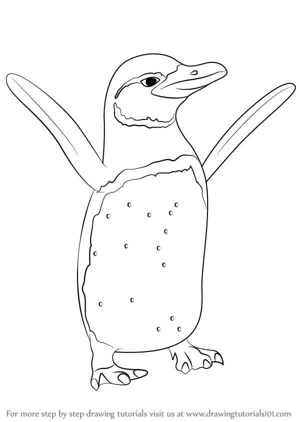 How to draw a galapagos penguin antarctic animals step by step