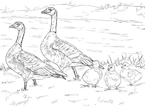 Cackling goose family coloring page free printable coloring pages