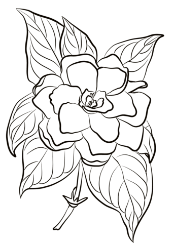 Gardenia coloring page from gardenia category select from printable crafts of cartoons naâ coloring pages leather tooling patterns flower coloring pages