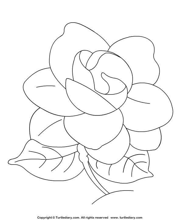 Gardenia coloring sheet turtle diary