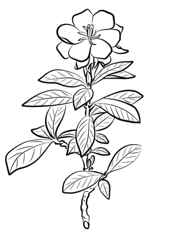 Gardenia coloring pages printable for free download