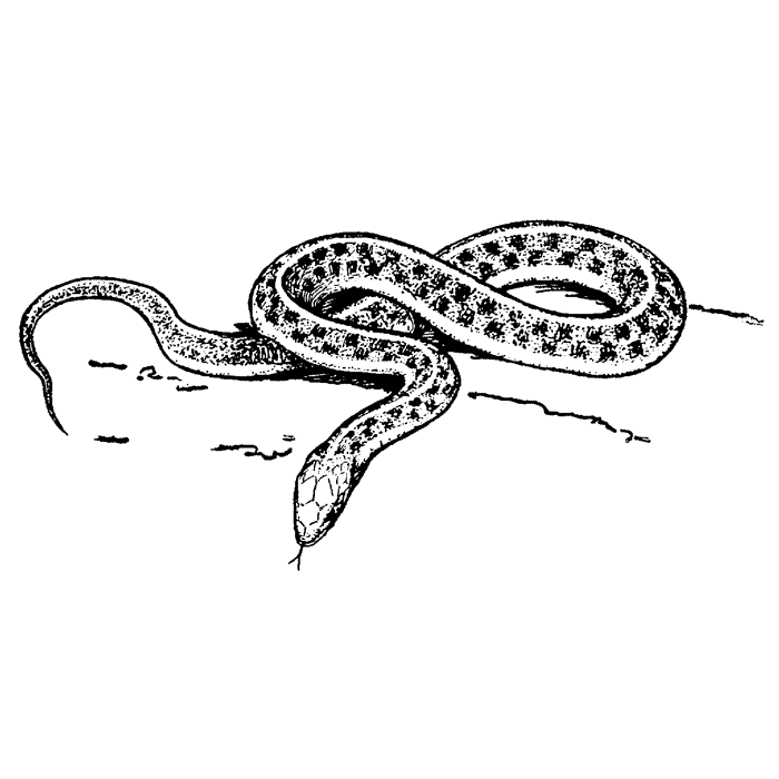 Garter snake i