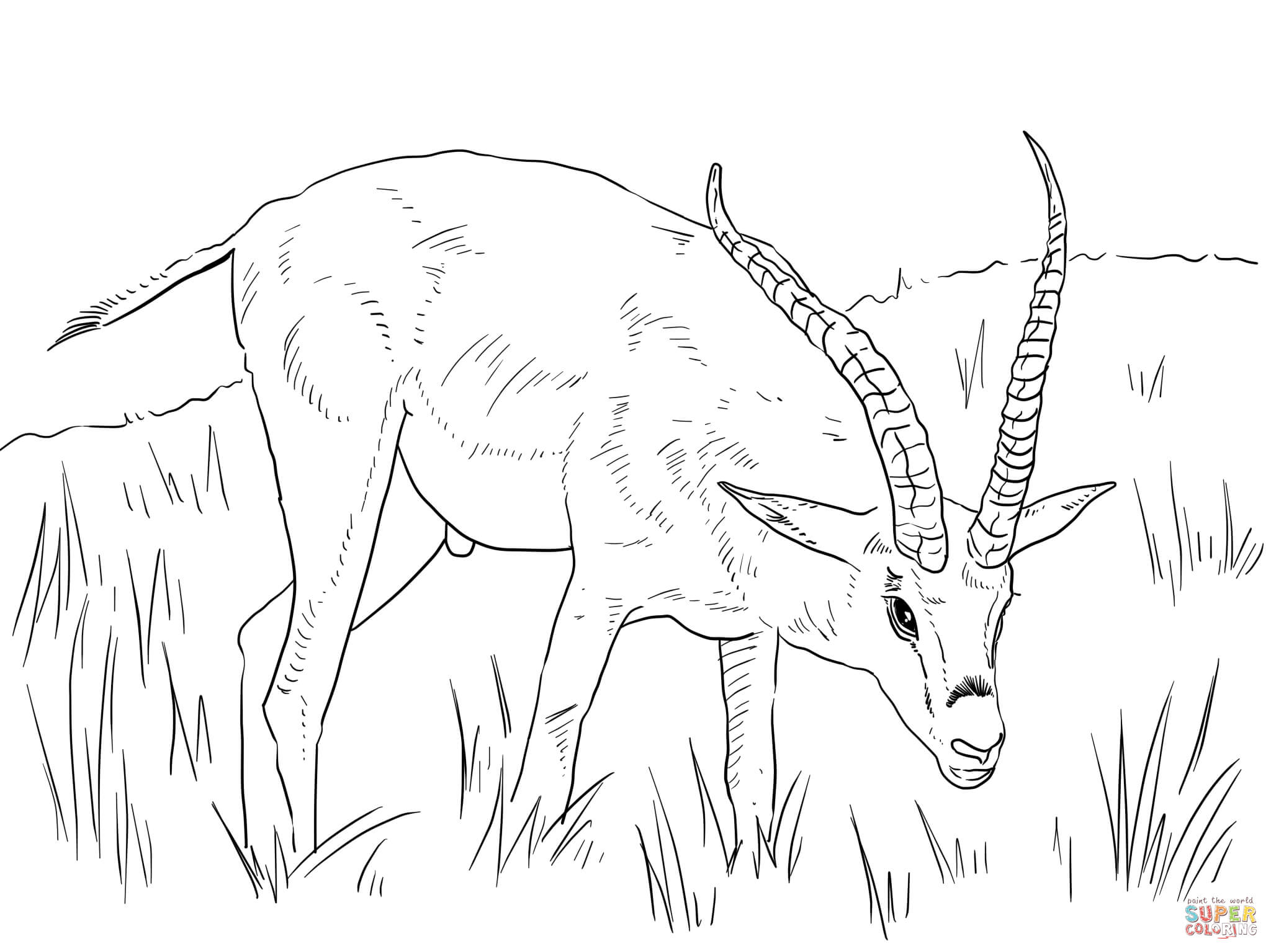 Grants gazelle coloring page free printable coloring pages