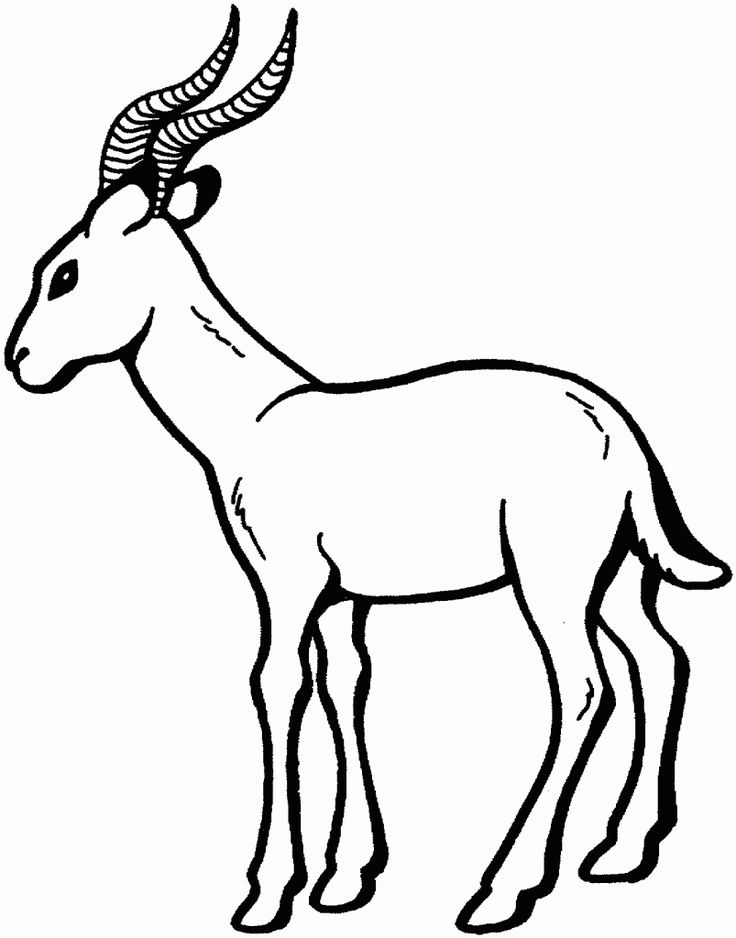 Gazelle coloring pages for school kids printable coloring pages animal templates animal coloring pages