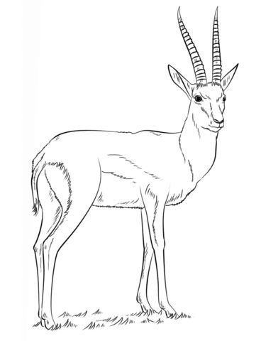 Thomsons gazelle coloring page from gazelles category select from printable crafts of cartoonsâ animal stencil animal coloring pages animal drawings