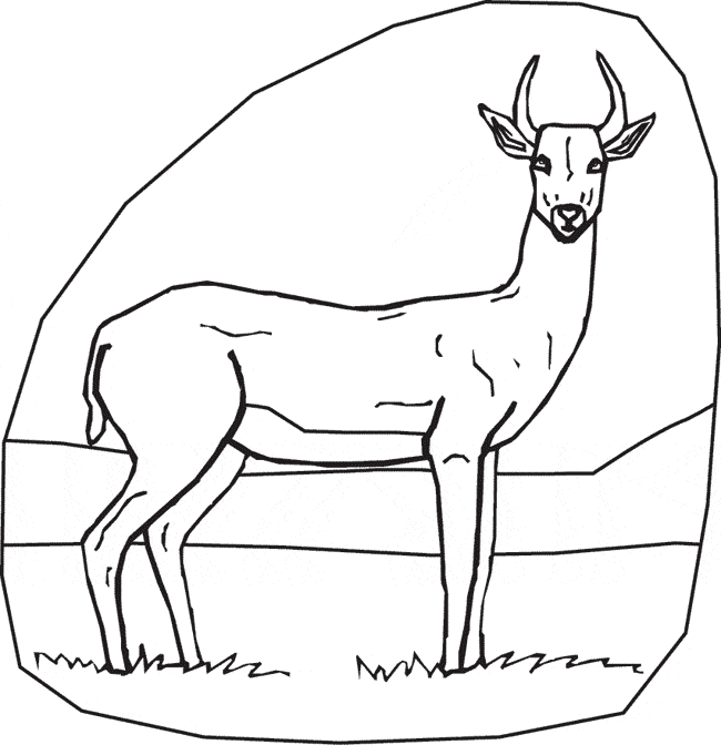 Gazelle coloring page