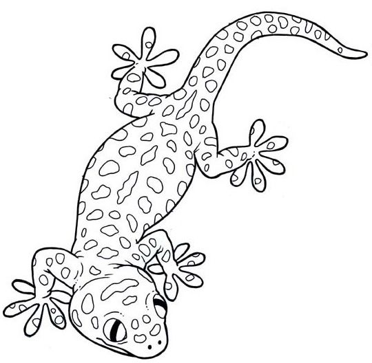 Top ten real and cartoon gecko coloring pages for children