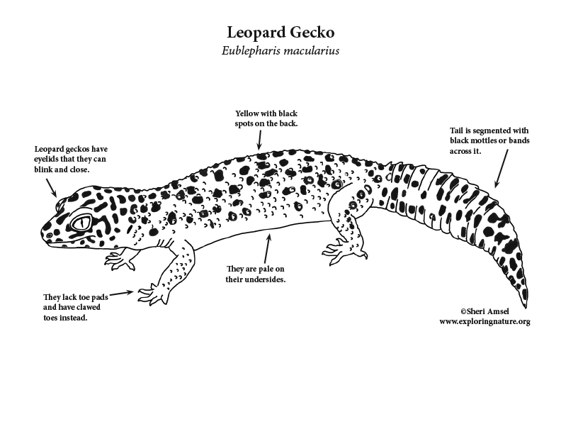 Gecko leopard coloring page