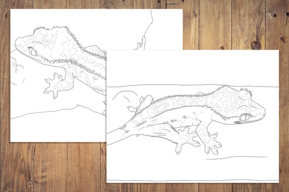 Crested gecko coloring pages pinstripes