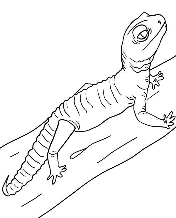 Reptile gecko coloring page