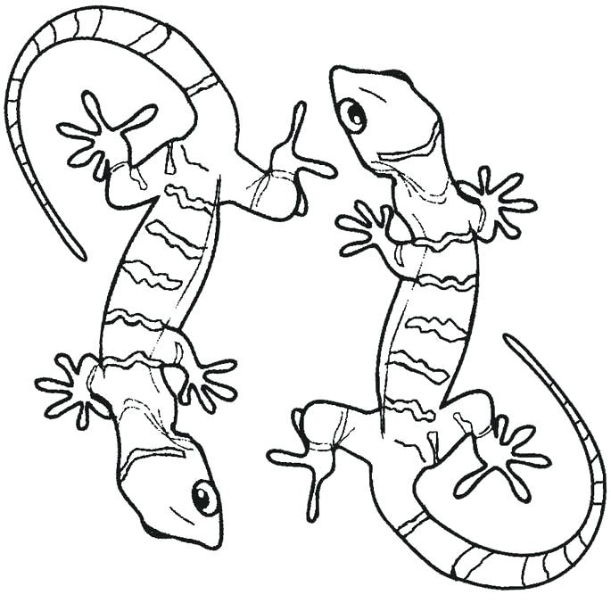 Gecko coloring pages