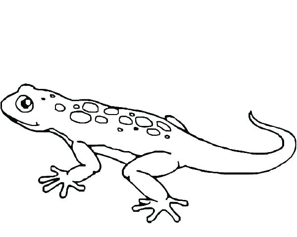 Gecko coloring pages