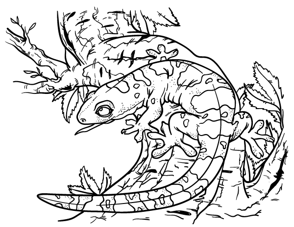 Printable gecko coloring page