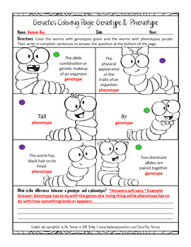 Genotype and phenotype genetics coloring worksheet by elly thorsen