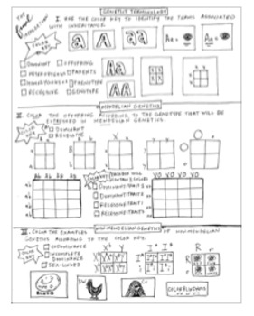 Final review pg genetics terms nonmendelian mendelian coloring sheet