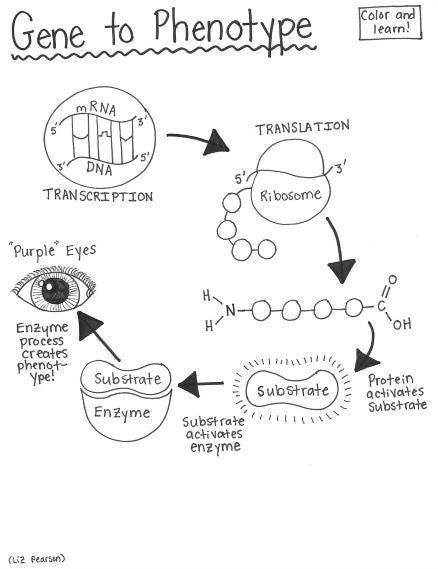 Gene to phenotype