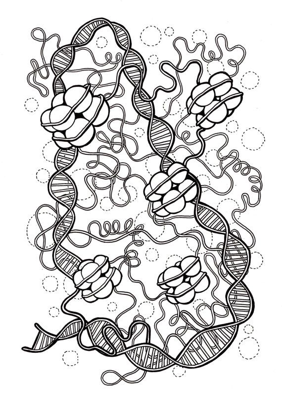 Dna and histones coloring page