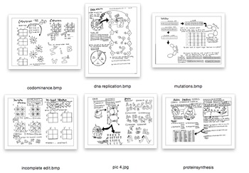 Genetics coloring sheet bundle by scientifically speaking is my favorite